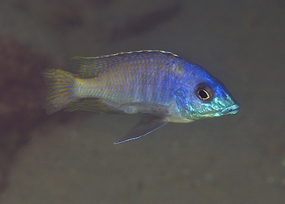 Otopharynx sp. 'heterodon longnose' Lundo Island